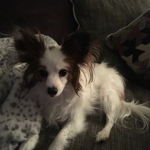 Meet your Posher, Robin